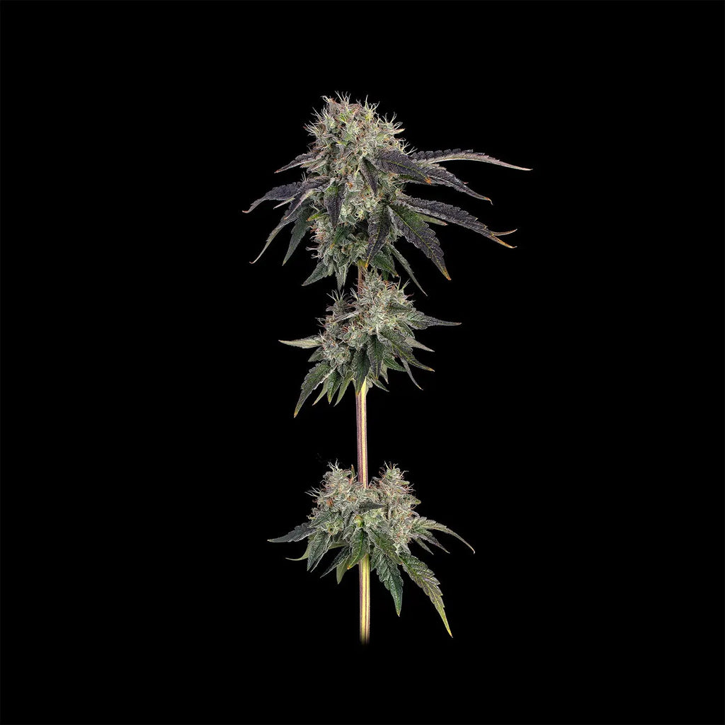 Larry OG Samen Feminisiert Cannabissamen 3 Stück - Hanfify