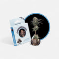 Larry OG Samen Feminisiert - Cannabissamen - Hanfify®