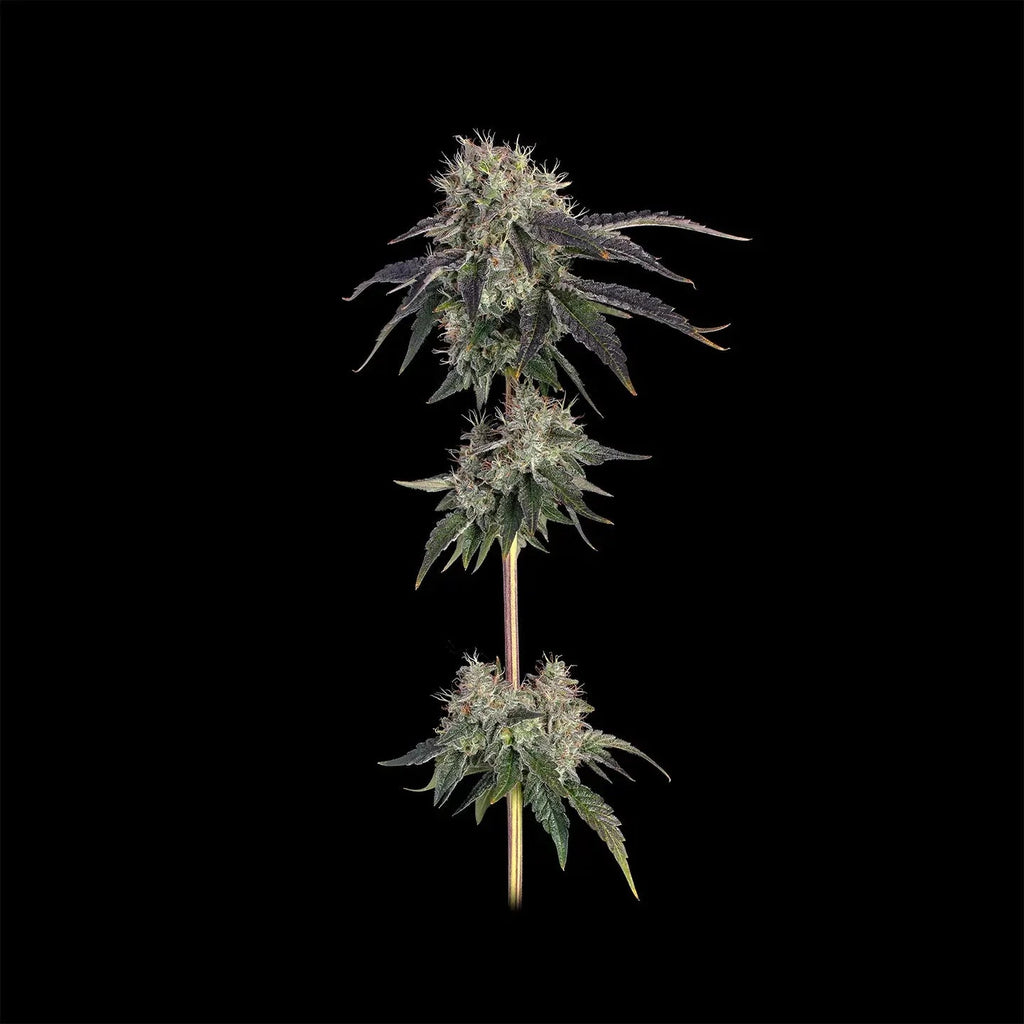 Larry OG Samen Feminisiert - Cannabissamen - Hanfify®