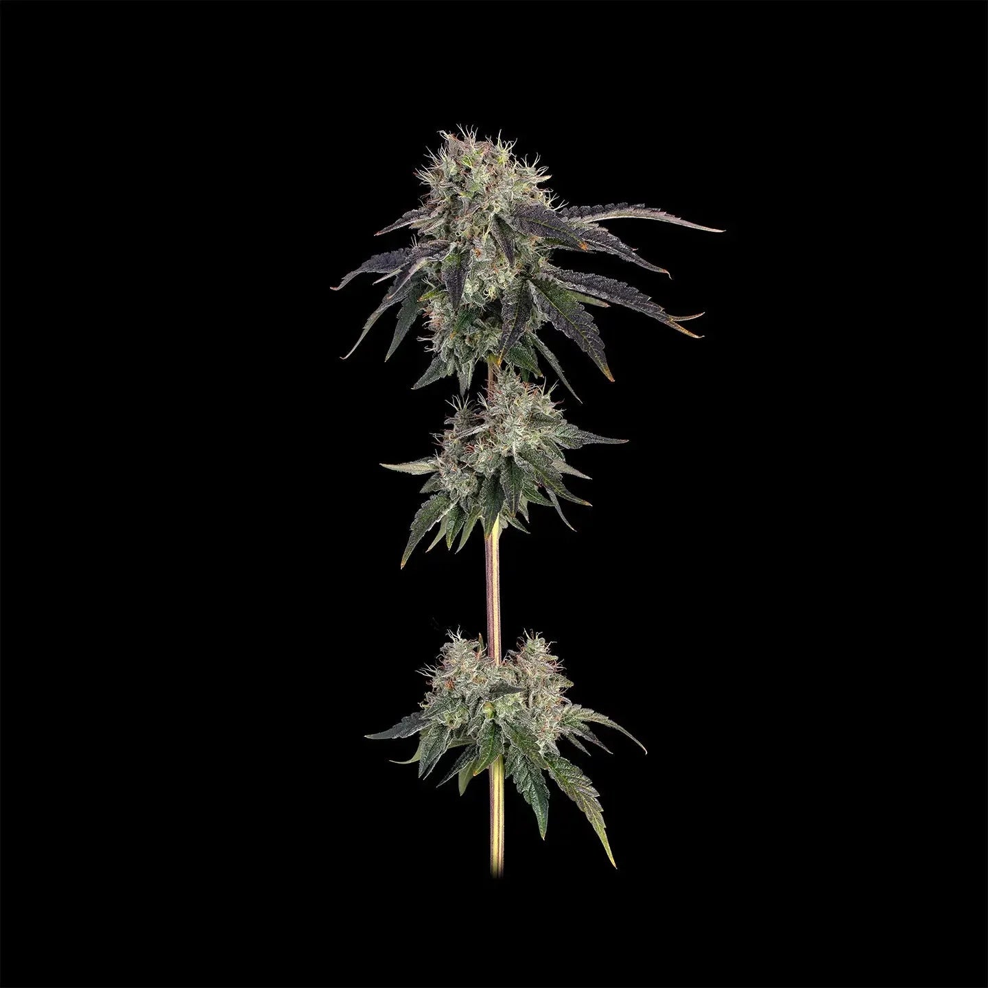 Larry OG Samen Feminisiert - Cannabissamen - Hanfify®