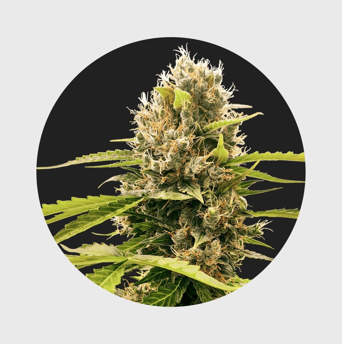 Legendary Cali Genetics Seeds Cream Mandarine 18% THC 🌱 auto flowering Cannabissamen 3 Stück - Hanfify