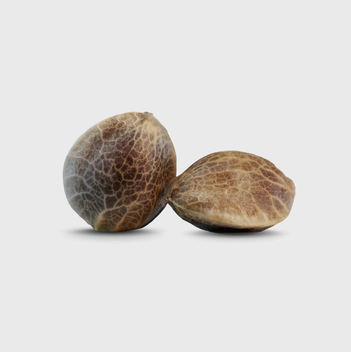 Legendary Cali Genetics Seeds Cream Mandarine 18% THC 🌱 auto flowering Cannabissamen 3 Stück - Hanfify®