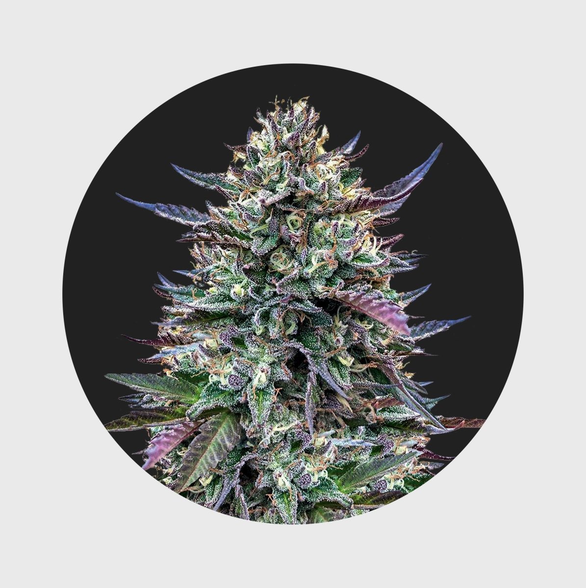 Legendary Cali Genetics Seeds Pinky420 32% THC 🌱 auto flowering Cannabissamen 3 Stück - Hanfify®