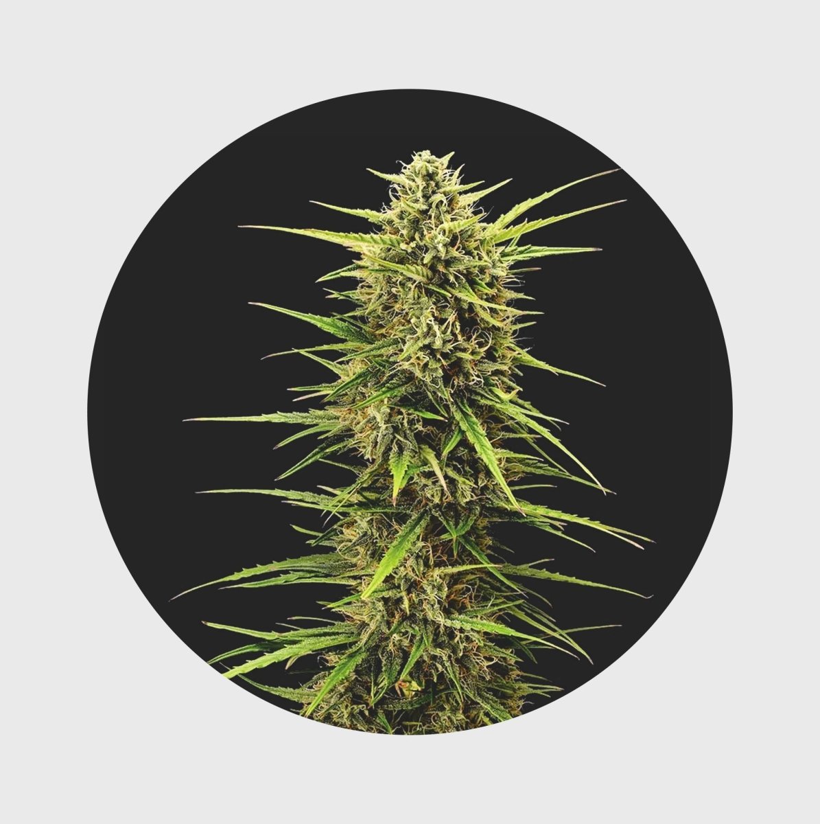 Legendary Cali Genetics Seeds Rainbow Apples 25% THC full season Cannabis Samen 3 Stück - Hanfify