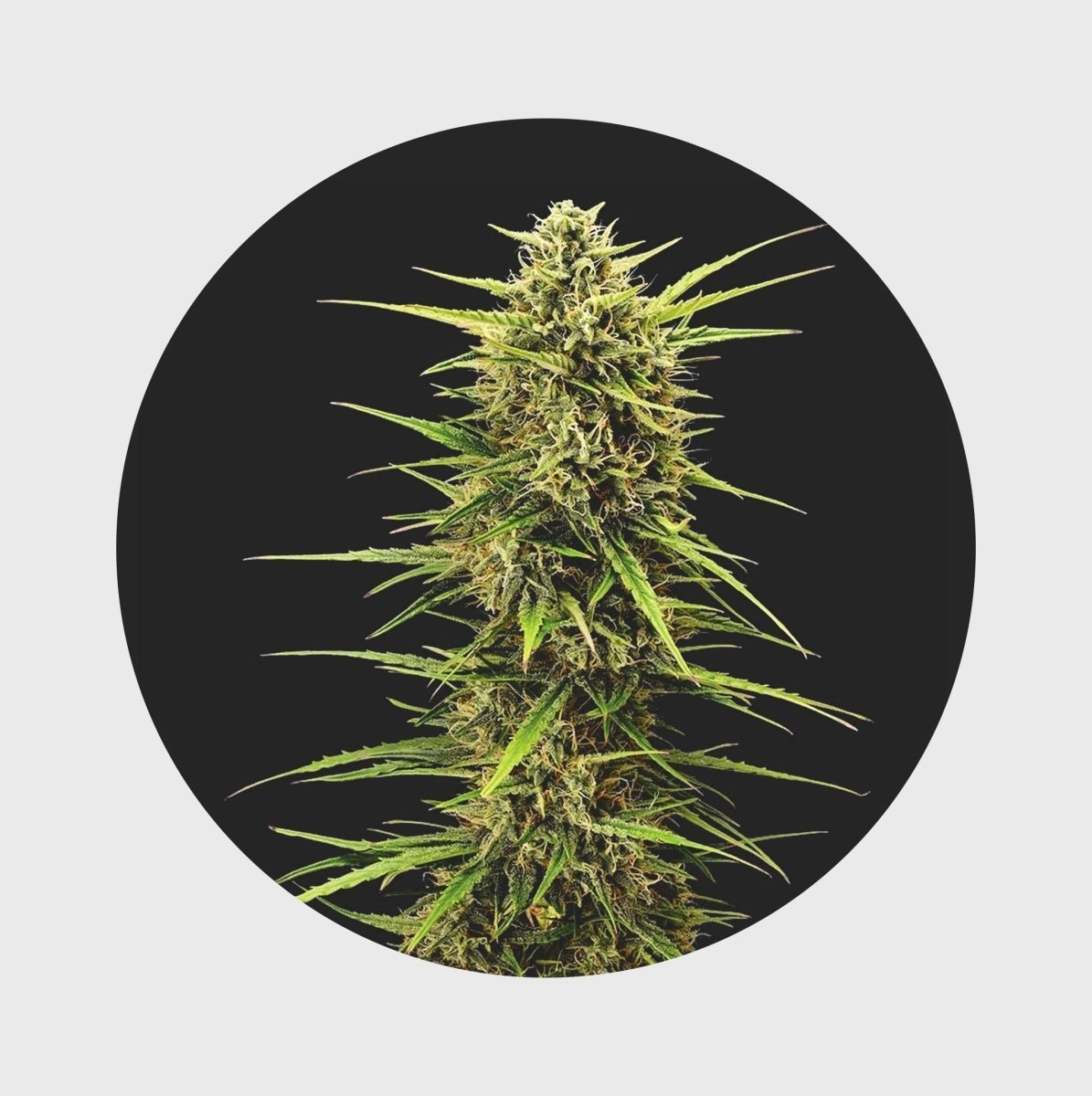 Legendary Cali Genetics Seeds Rainbow Apples 25% THC 🌱 full season - Cannabissamen - Hanfify®