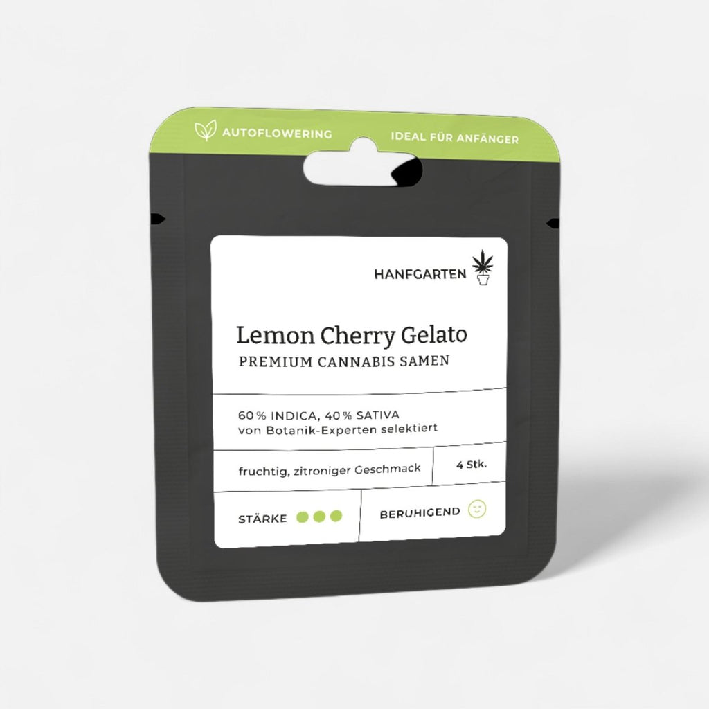 Lemon Cherry Gelato | Autoflowering Cannabissamen - Hanfify