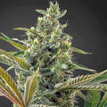 Lemon Haze CBD Samen Feminisiert Cannabissamen 1 Samen (+1 Gratis) - Hanfify®
