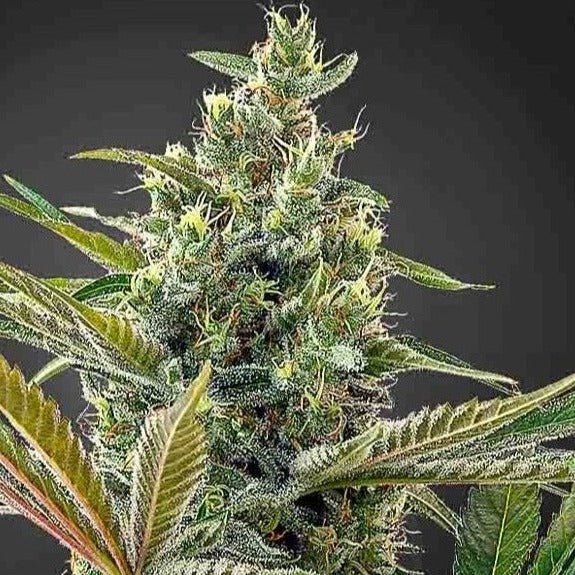 Lemon Haze CBD Samen Feminisiert - Cannabissamen - Hanfify®
