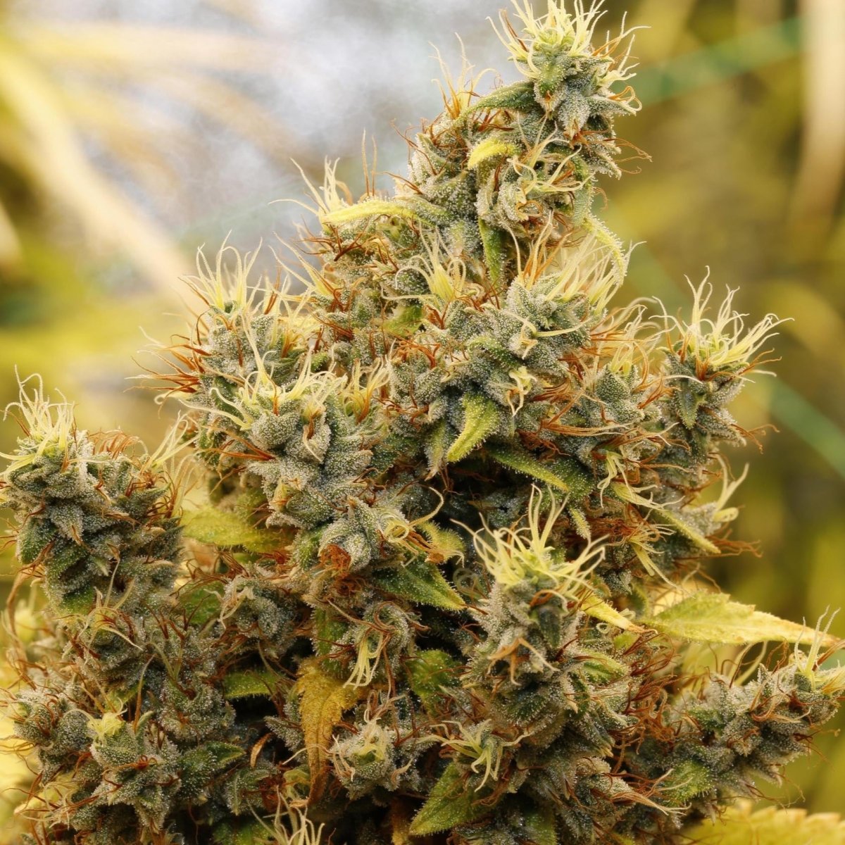 Lemon Thai CBD Samen Feminisiert Cannabissamen 1 Samen (+1 Gratis) - Hanfify®