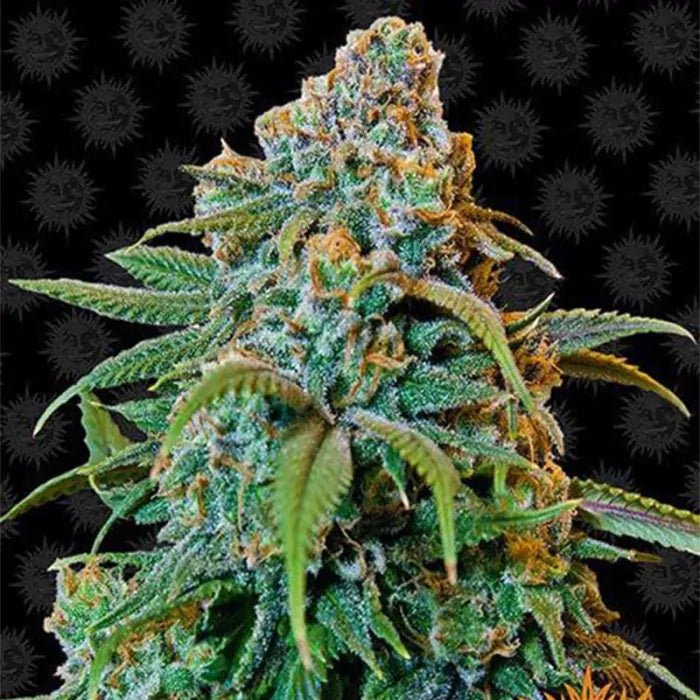 Liberty Haze | Feminisiert Cannabissamen - Hanfify