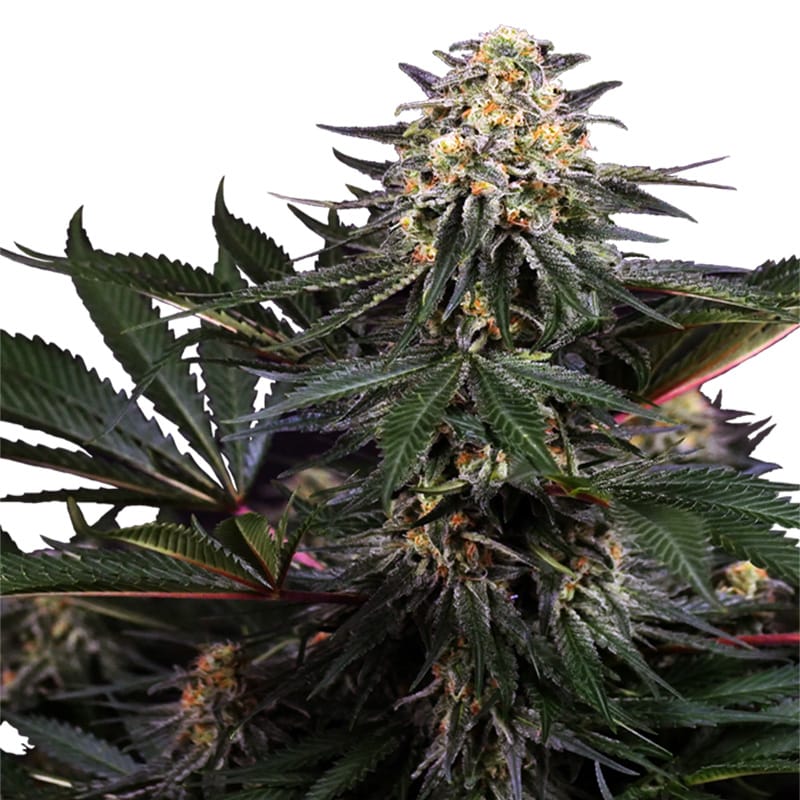 Lockdown Kush | Feminisiert Cannabissamen - Hanfify