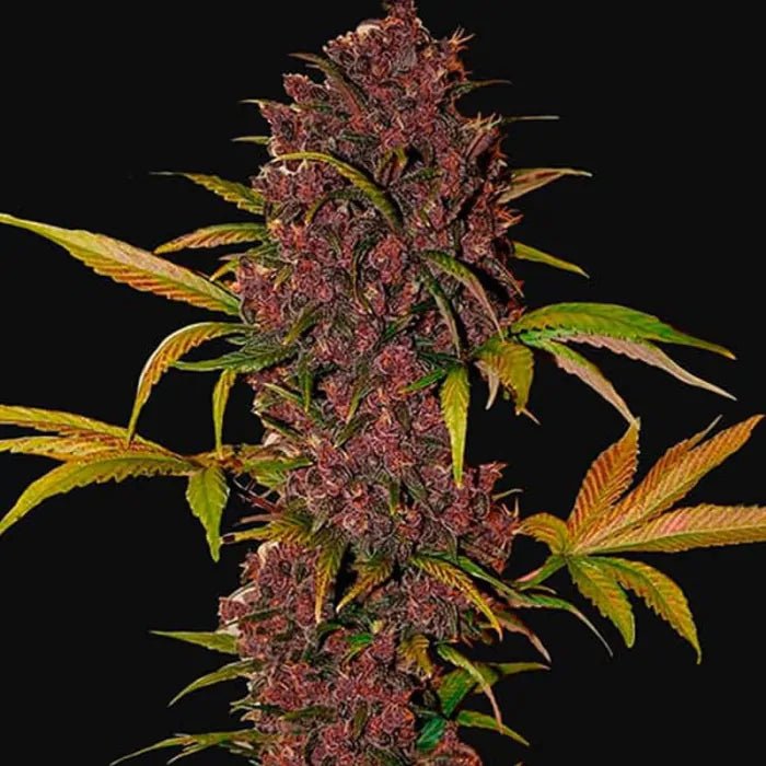 LSD - 25 | Autoflowering Cannabissamen - Hanfify