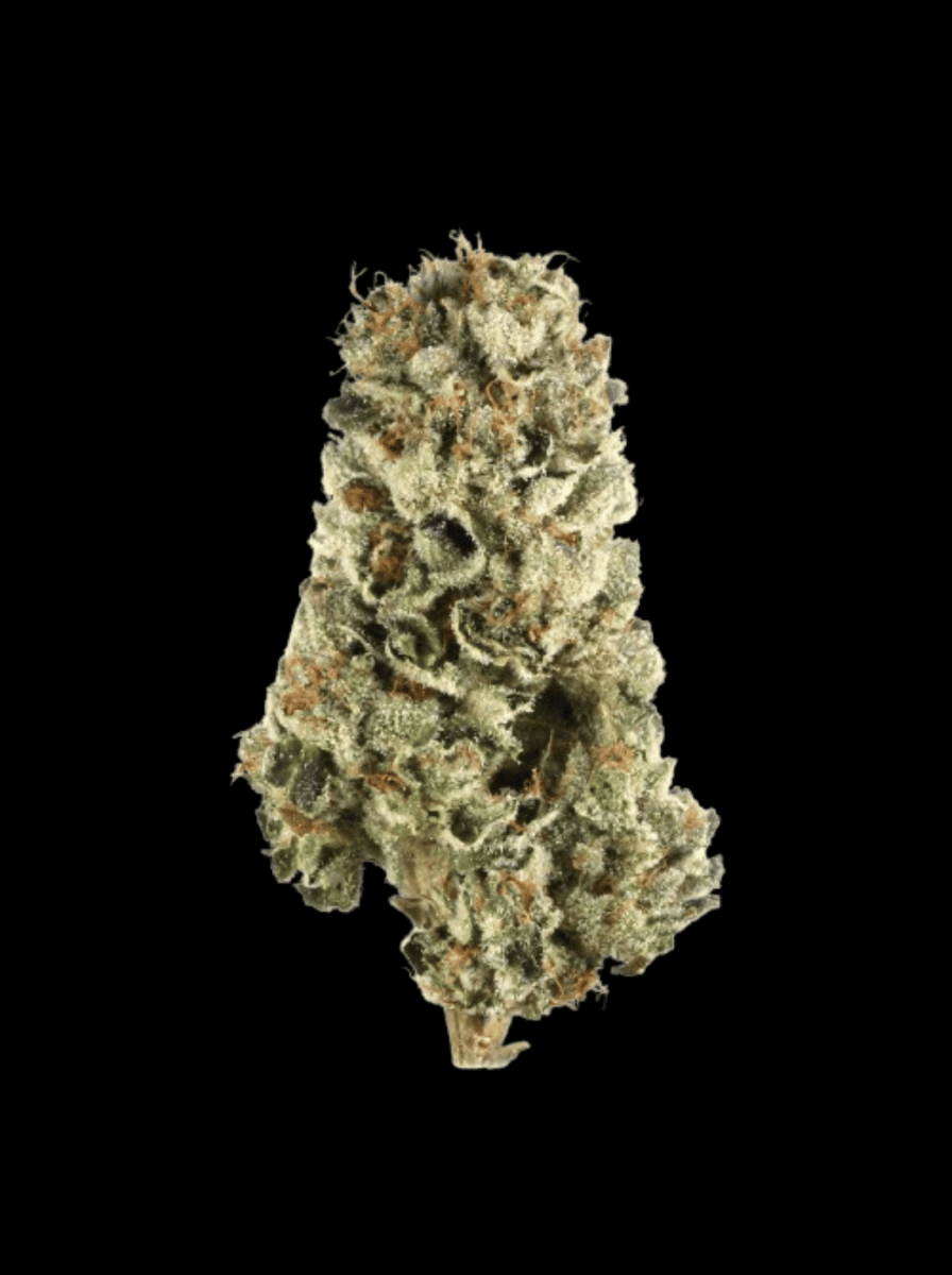 LSD Hanfpflanzen - Hanfify