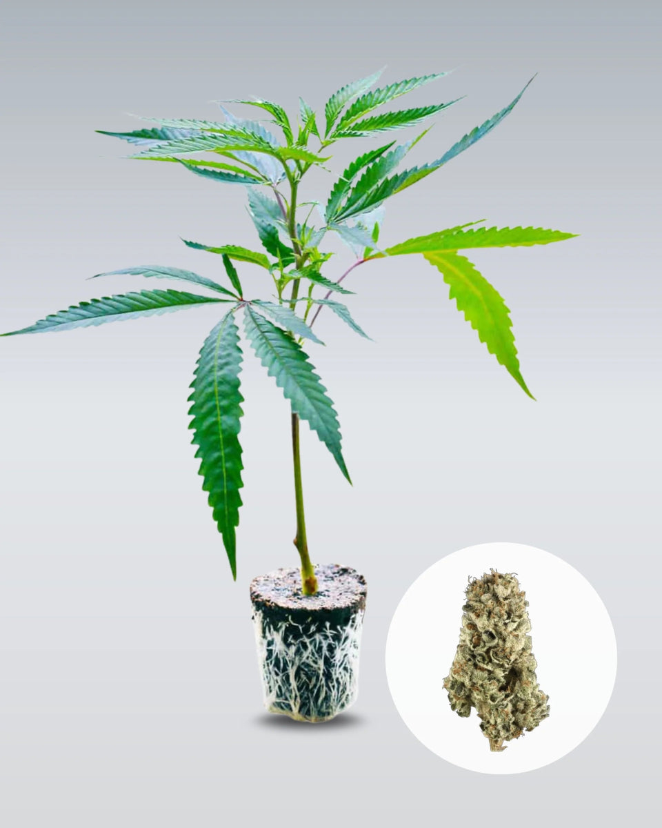 LSD Hanfstecklinge - Hanfify