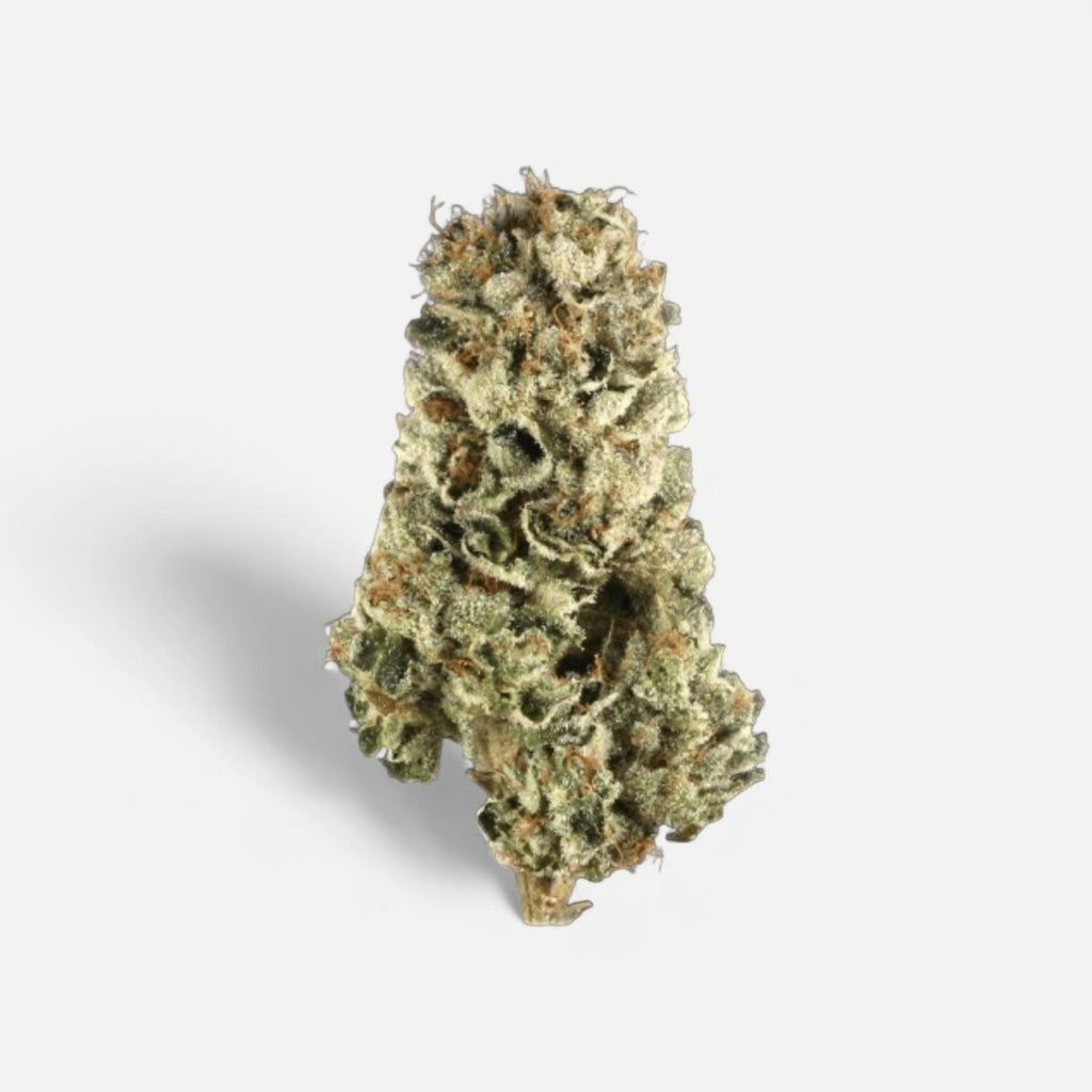 LSD Hanfstecklinge - Hanfify