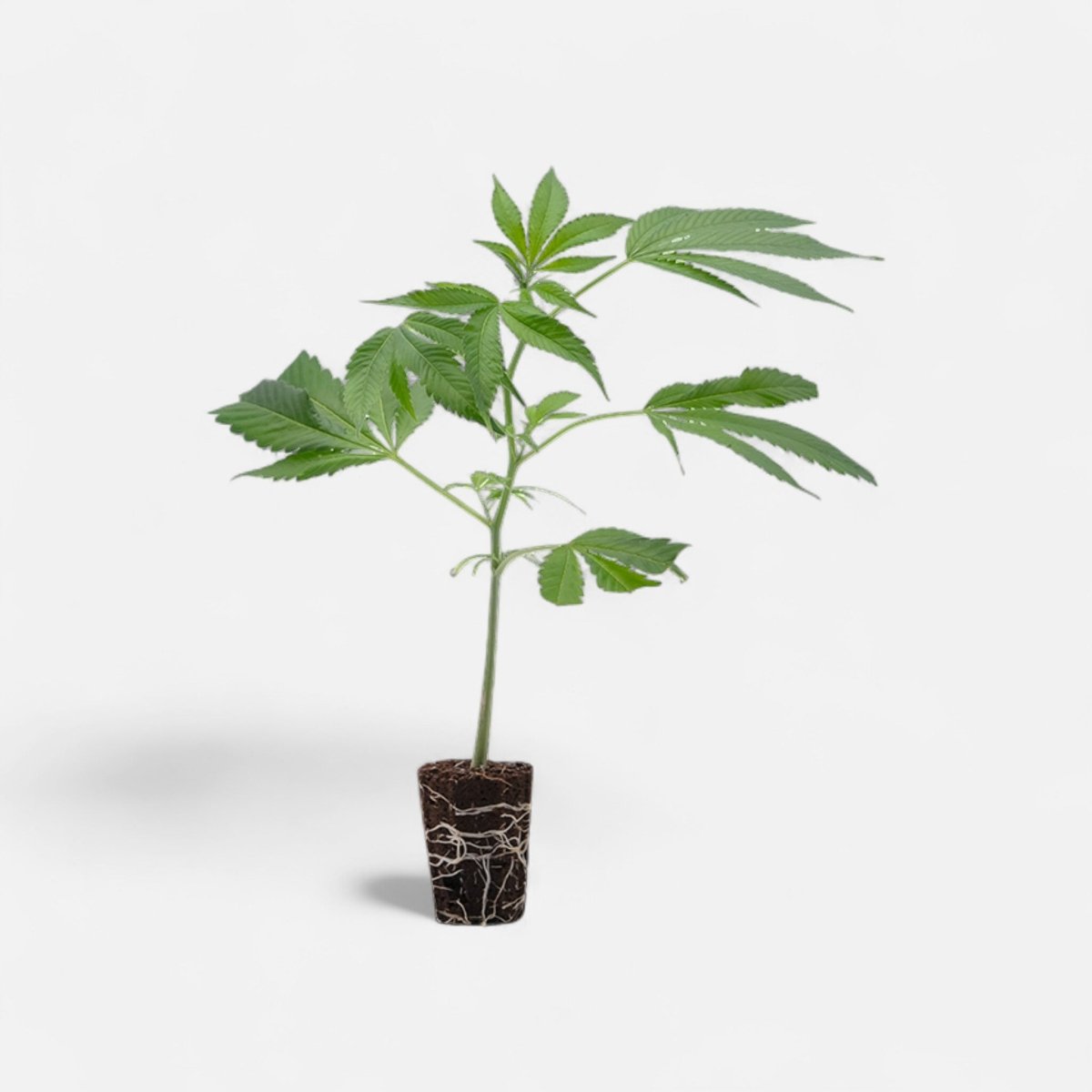 MAC - Miracle Alien Cookies Hanfpflanzen - Hanfify