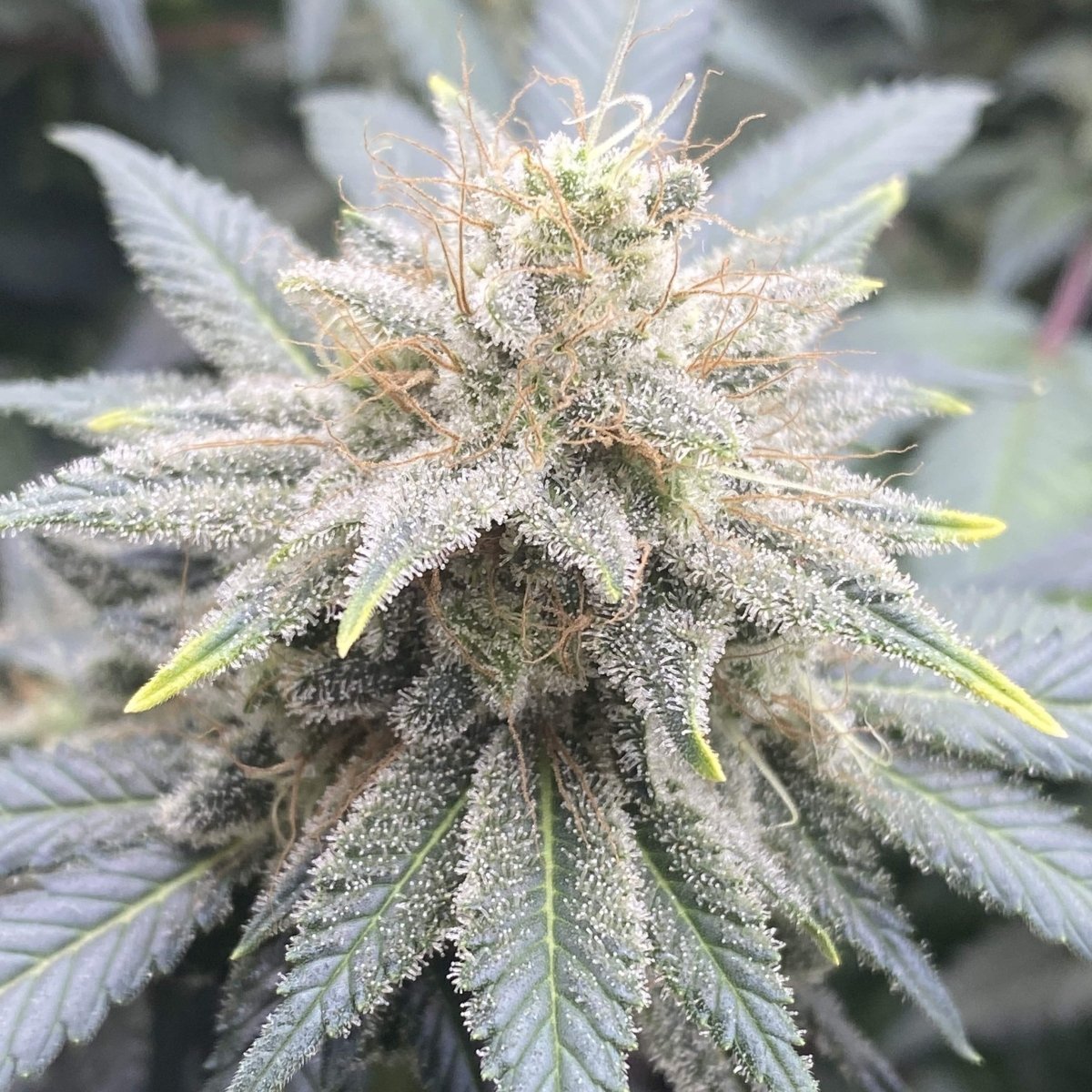 MAC Samen Automatik - Cannabissamen - Hanfify®