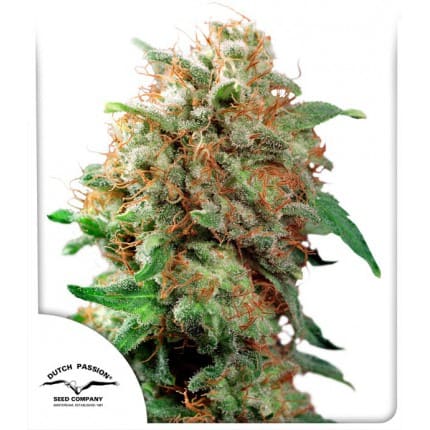 Mazar | Feminisiert Cannabissamen - Hanfify