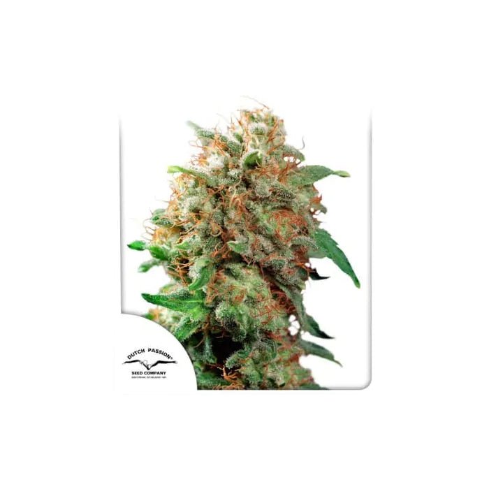 Mazar | Feminisiert Cannabissamen - Hanfify