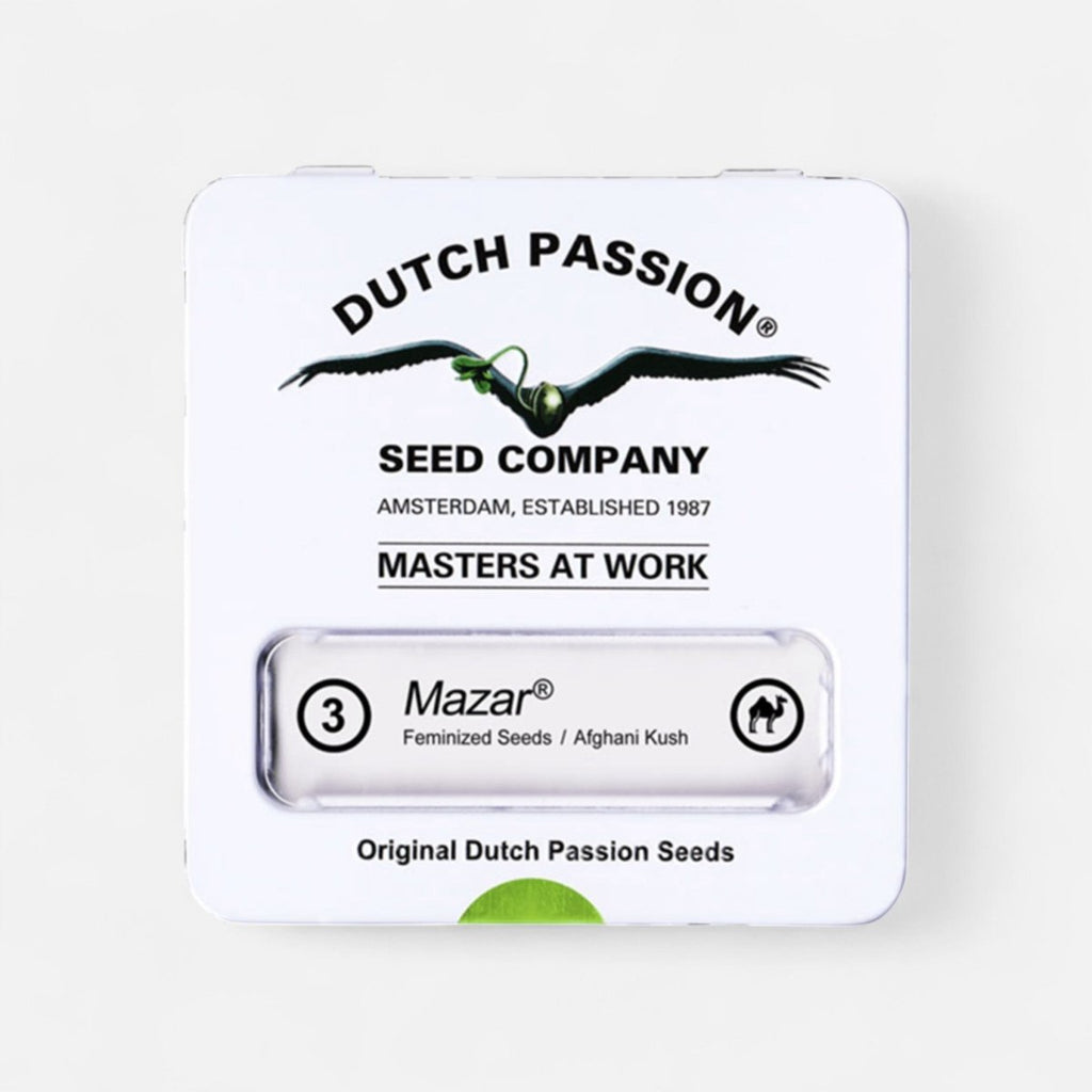 Mazar | Feminisiert Cannabissamen - Hanfify