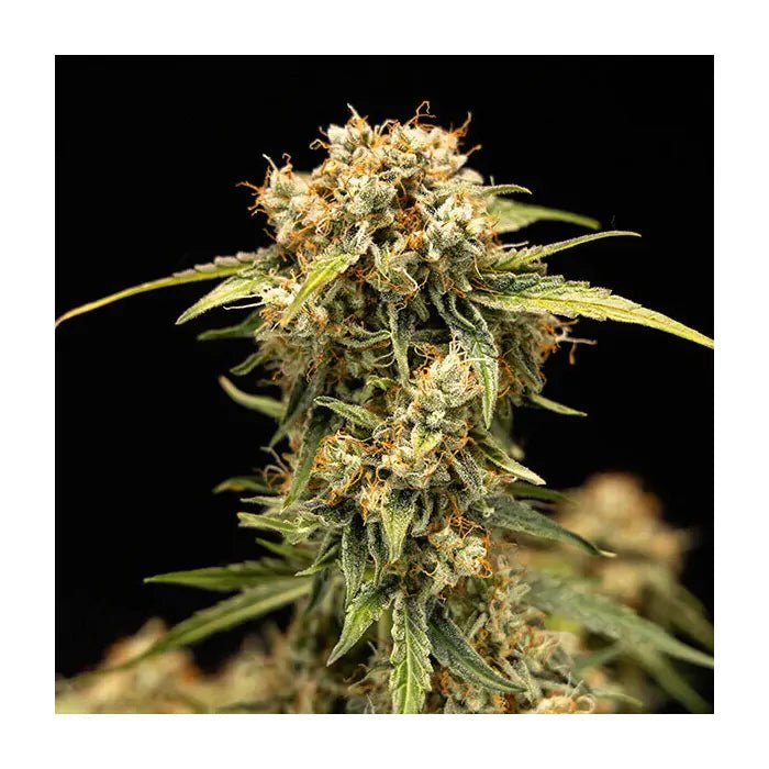 Medusa F1 | Autoflowering Cannabissamen - Hanfify