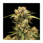 Medusa F1 | Autoflowering Cannabissamen - Hanfify