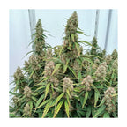 Medusa F1 | Autoflowering Cannabissamen - Hanfify