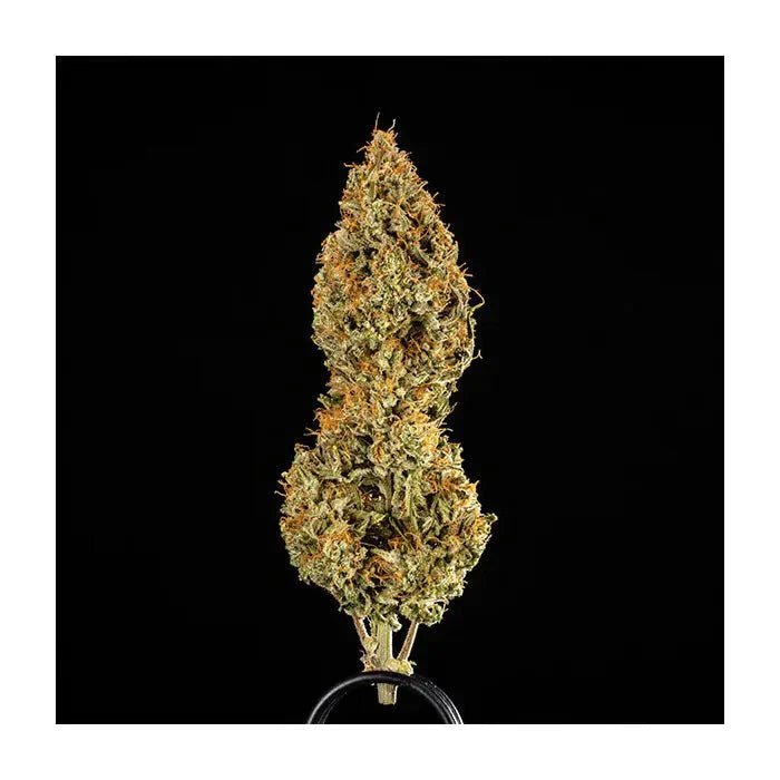 Medusa F1 | Autoflowering - Cannabissamen - Hanfify®