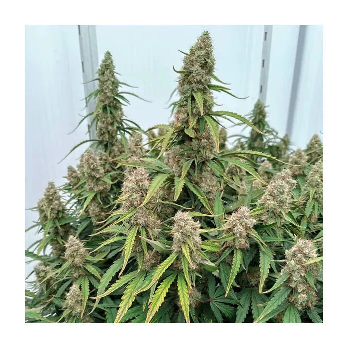 Medusa F1 | Autoflowering - Cannabissamen - Hanfify®