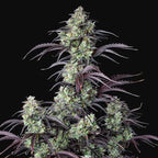 Mimosa Cake | Autoflowering Cannabissamen - Hanfify