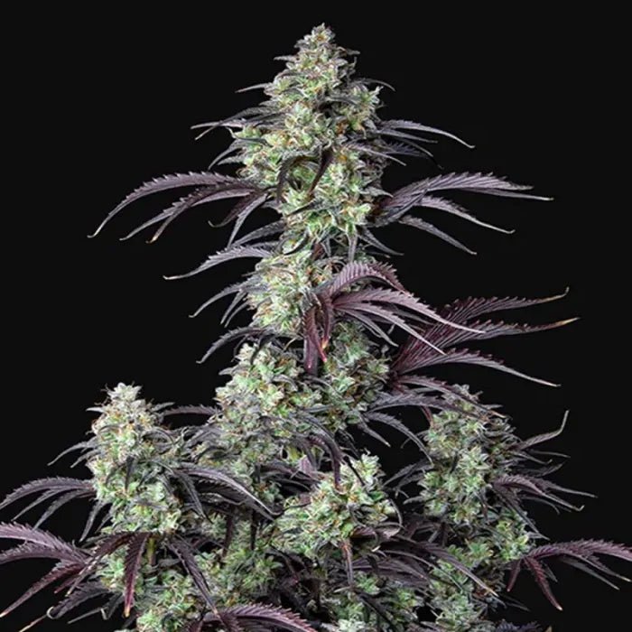 Mimosa Cake | Autoflowering Cannabissamen - Hanfify