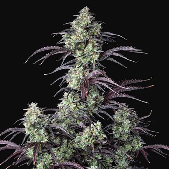 Mimosa Cake | Autoflowering - Cannabissamen - Hanfify®