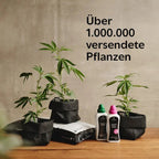 Mimosa EVO Hanfpflanzen - Hanfify