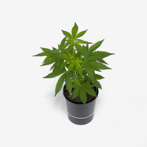 Mimosa EVO Hanfpflanzen - Hanfify