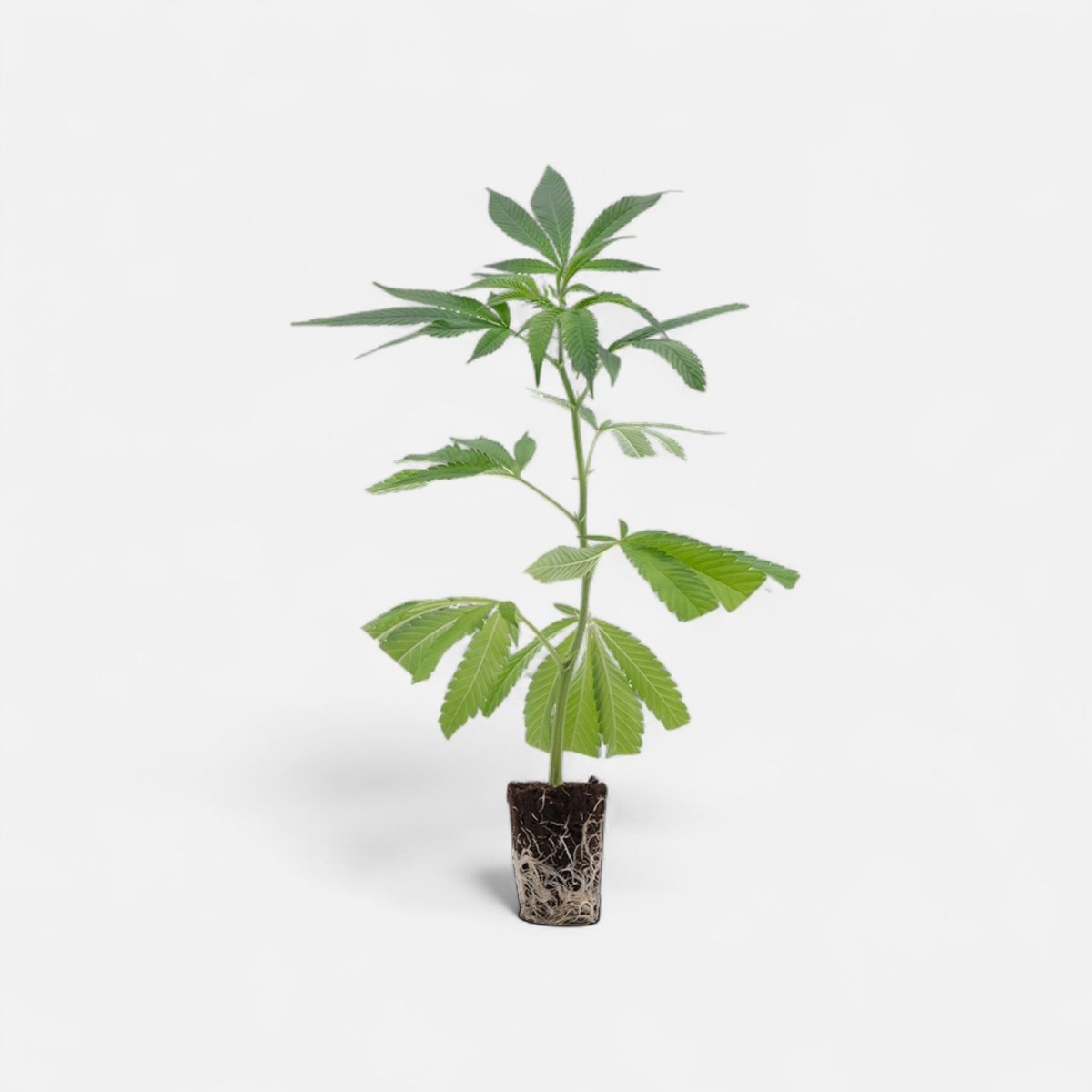 Mimosa EVO Hanfpflanzen - Hanfify