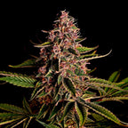 Mimosa Samen Feminisiert Cannabissamen 1 Samen - Hanfify®