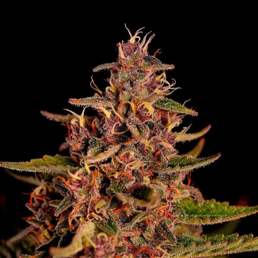 Mimosa Samen Feminisiert - Cannabissamen - Hanfify®