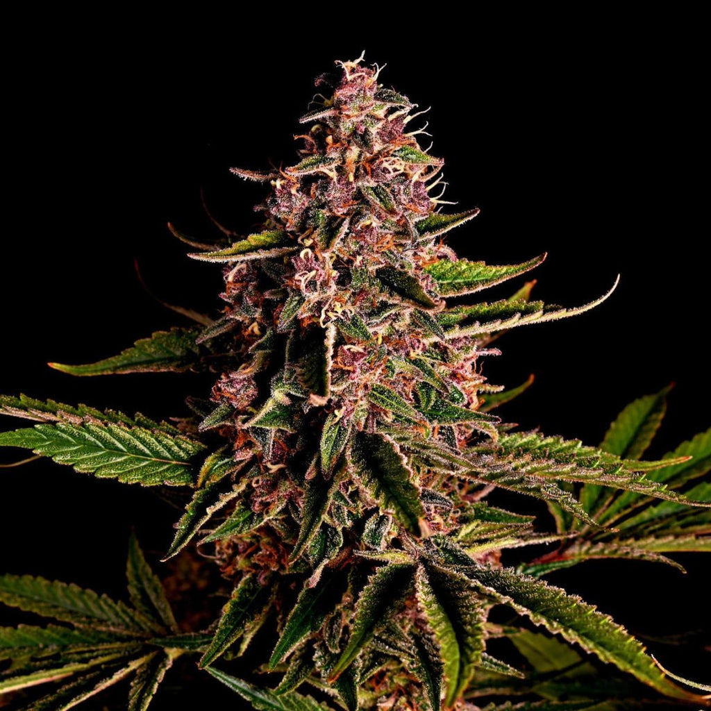 Mimosa Samen Feminisiert - Cannabissamen - Hanfify®