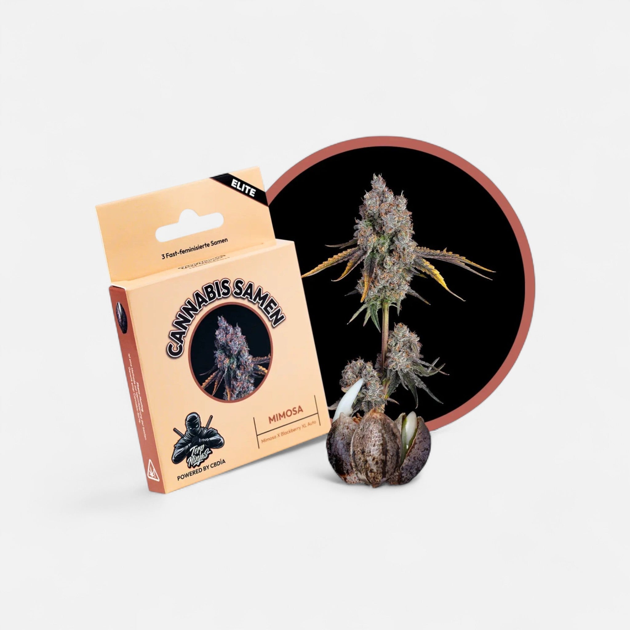 Mimosa Samen Feminisiert Fast Cannabissamen 3 Stück - Hanfify