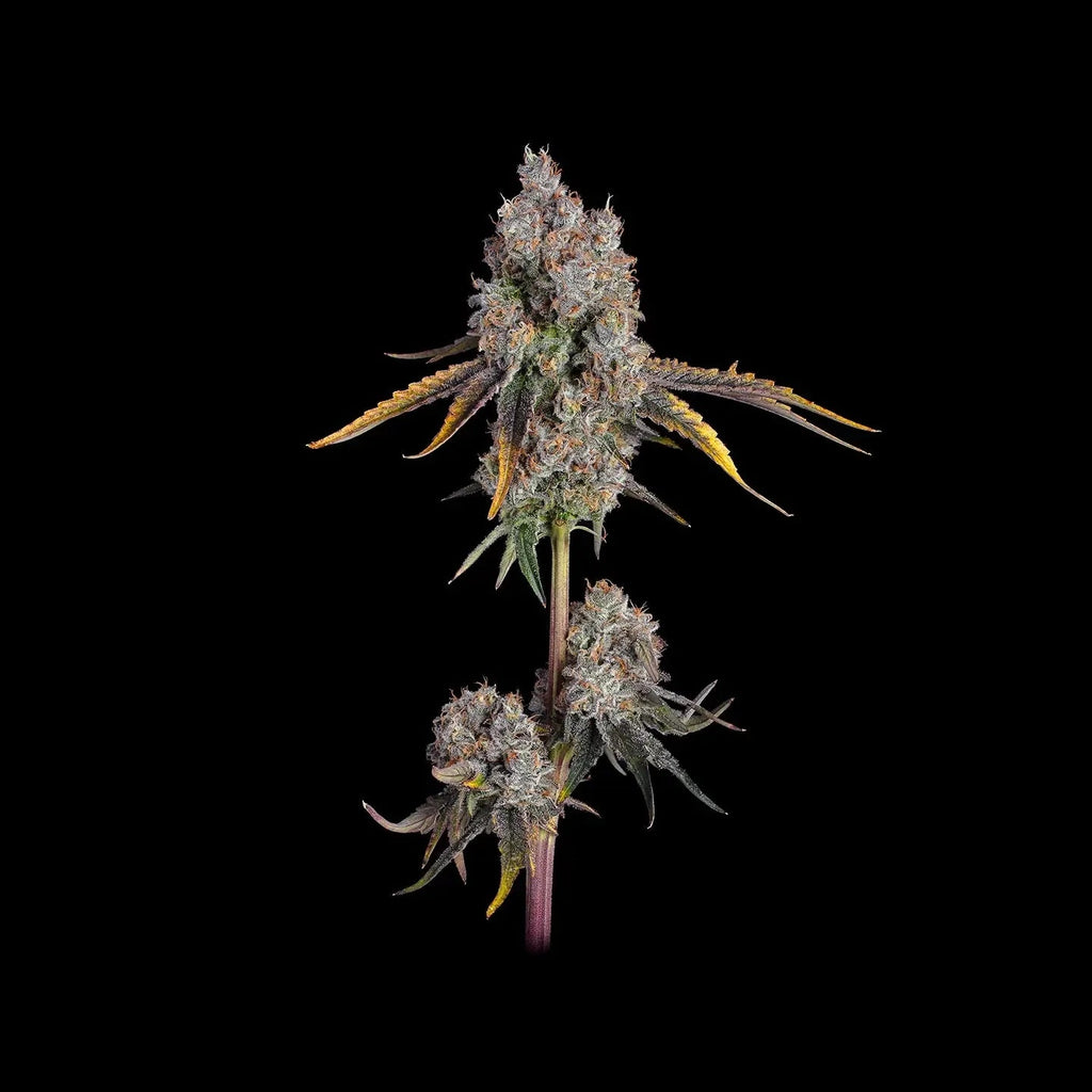 Mimosa Samen Feminisiert Fast - Cannabissamen - Hanfify®
