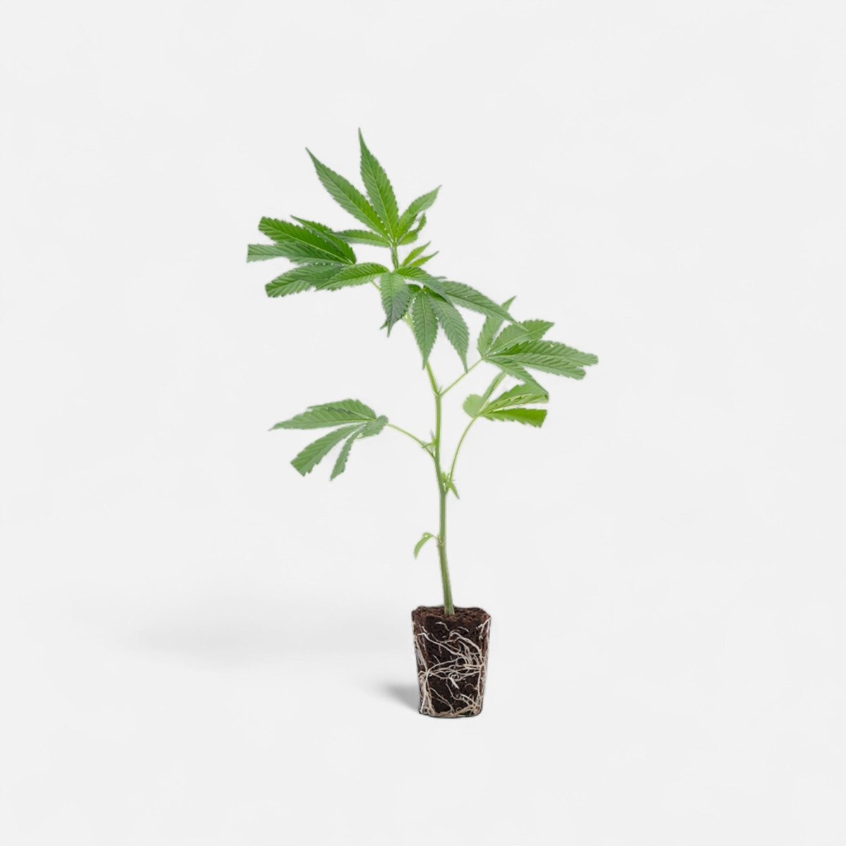 Northern Lights Hanfpflanzen - Hanfify