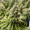 Northern Lights Samen Automatik - Cannabissamen - Hanfify®