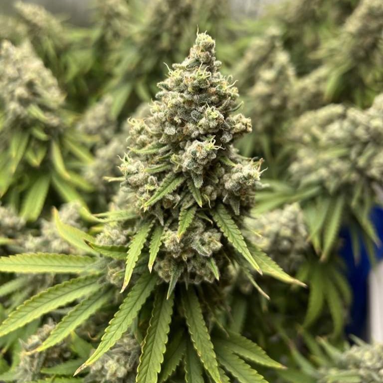 Northern Lights Samen Automatik - Cannabissamen - Hanfify®