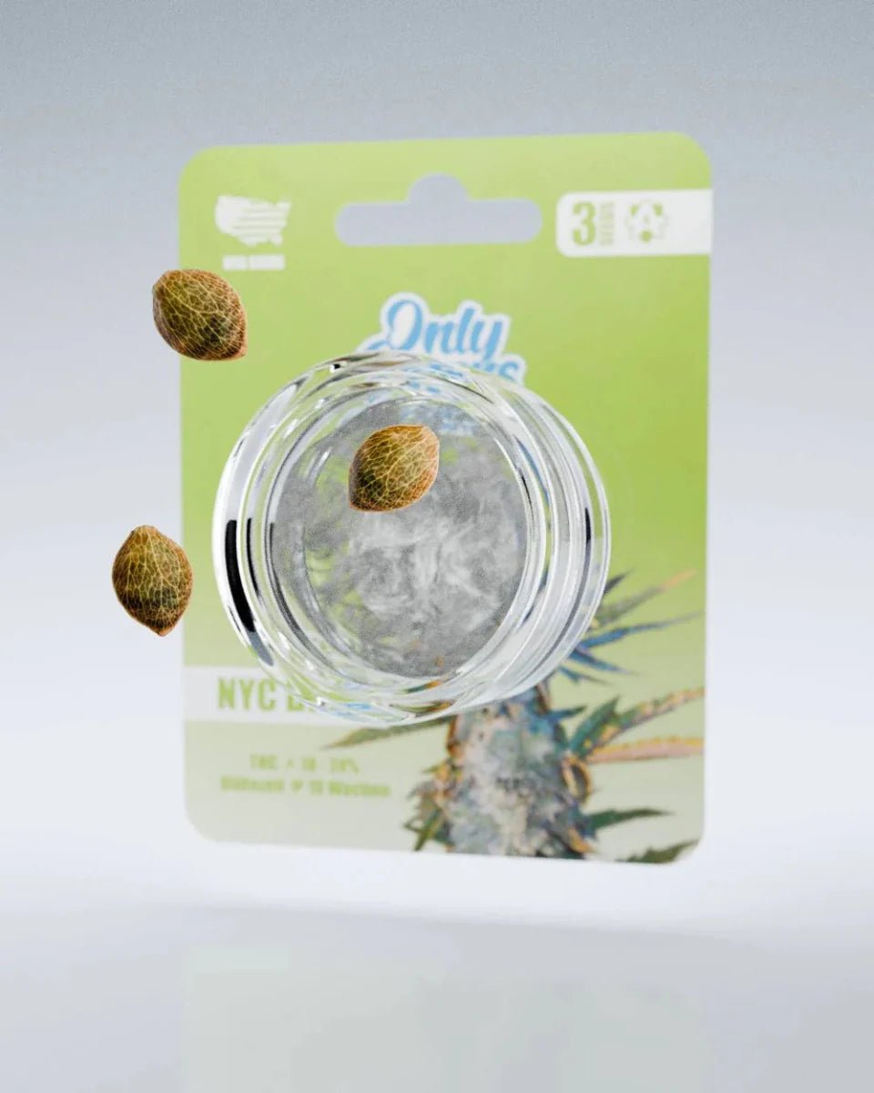 NYC Diesel THC-Seeds - Cannabissamen - Hanfify®