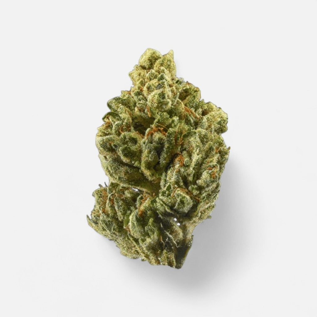 OG Kush Hanfstecklinge - Hanfify