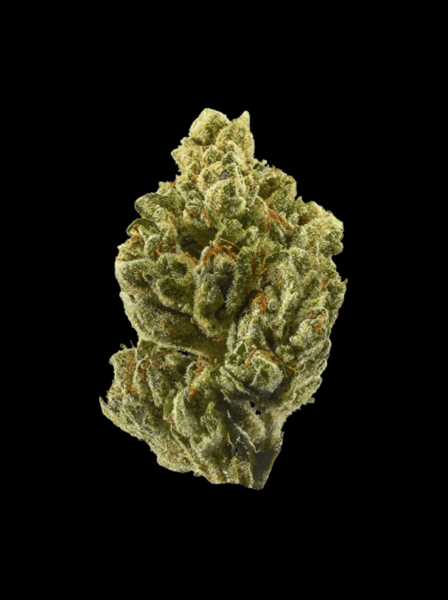 OG Kush Hanfpflanzen - Hanfify