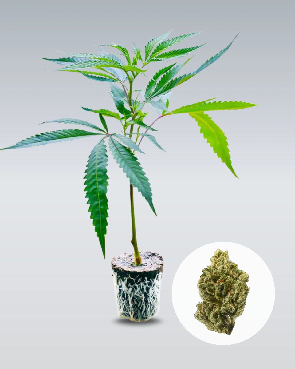 OG Kush Hanfstecklinge - Hanfify