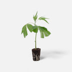 OG Kush Hanfpflanzen - Hanfify