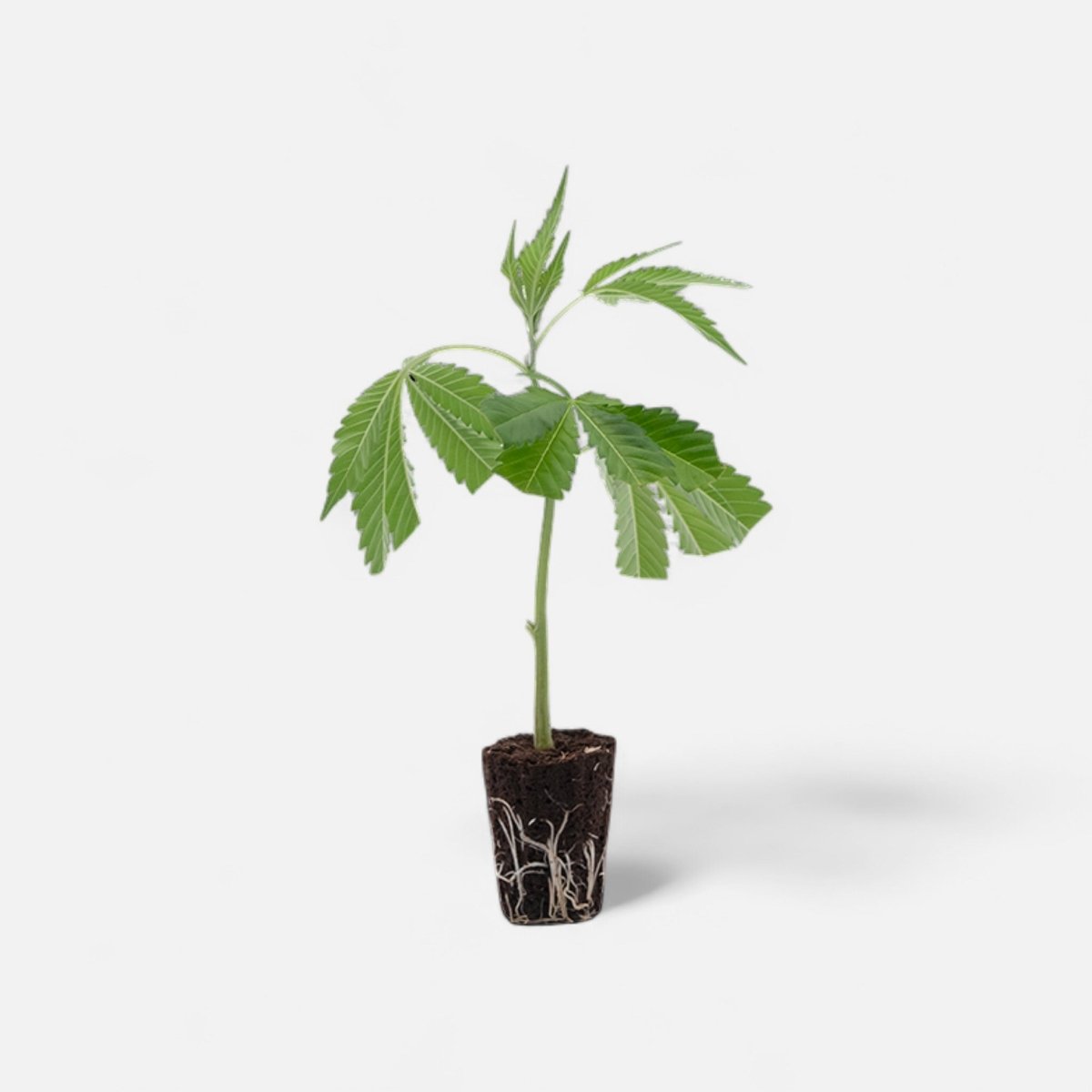 OG Kush Hanfpflanzen - Hanfify