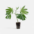 Orange Bud Hanfpflanzen - Hanfify